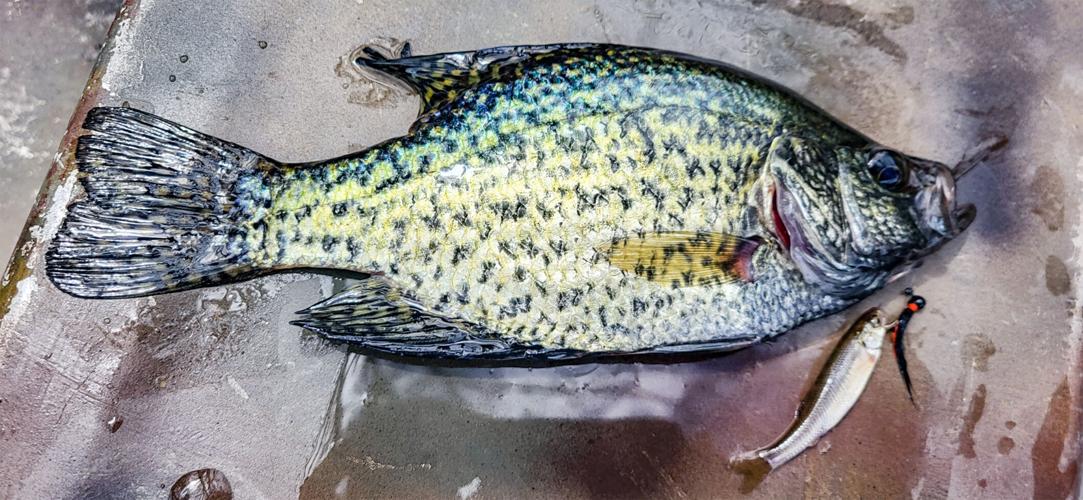 Crappie fish