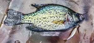 Crappie fish