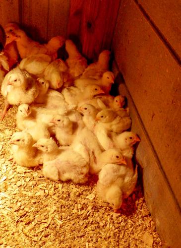 Chicks