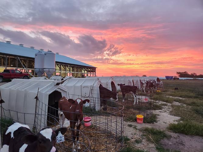 Bolin dairy farm