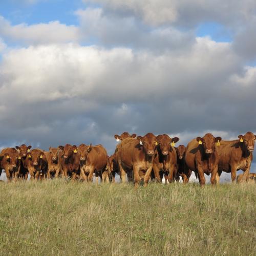 Gustin’s Diamond D Gelbvieh. Submitted photo.