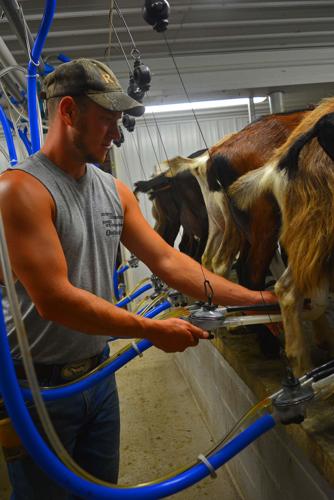 Korey Statton milks goat