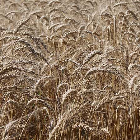 Wheat thumbnail