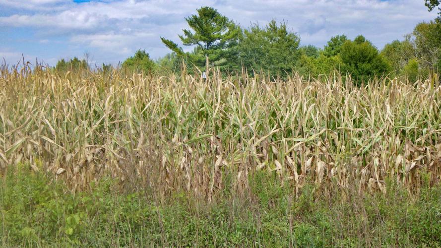 Corn
