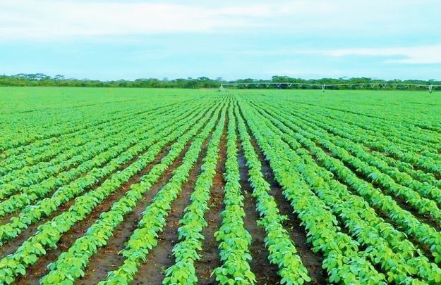 Soybean field
