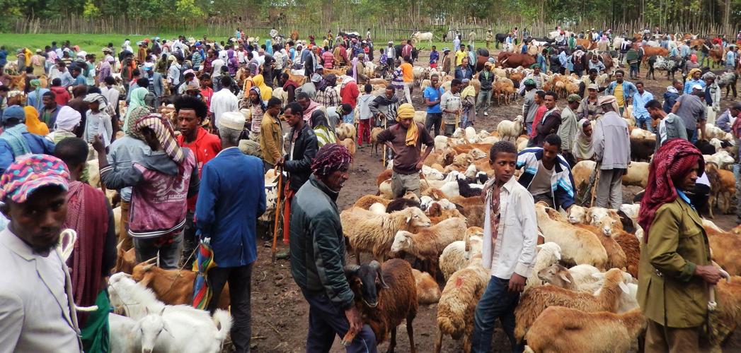 Livestock sale in Ethiopia