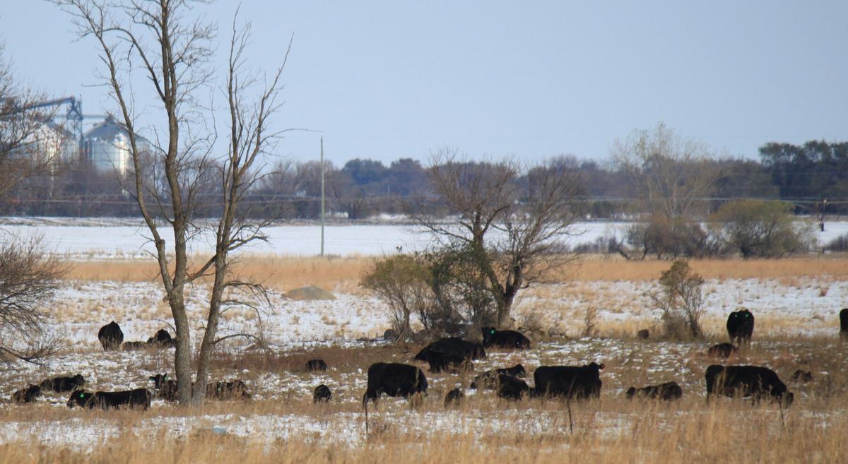2020 Minnesota Cattle Industry convention held virtually