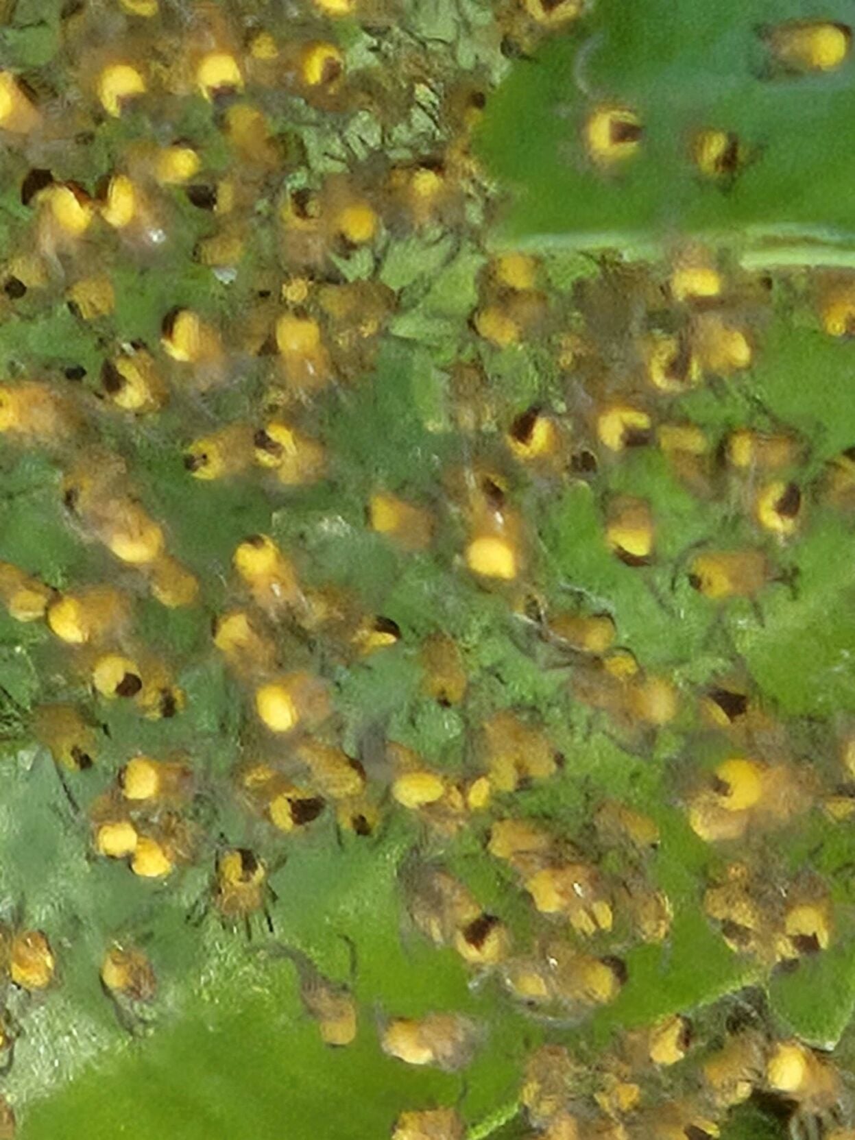 Spiders