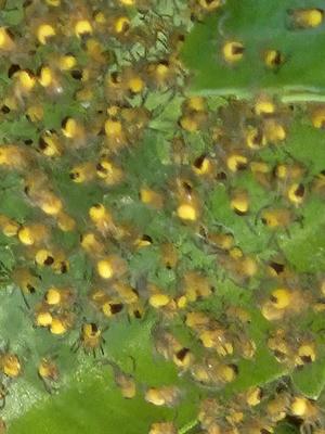 Spiders