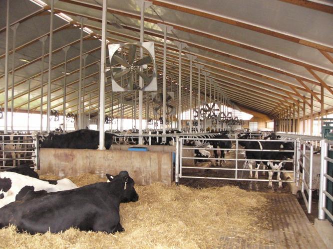 Cow Cold Storage Cool cows and calves mean hotter profits