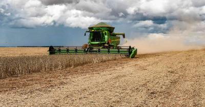 Soybeans harvested