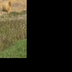 Take stock of forage