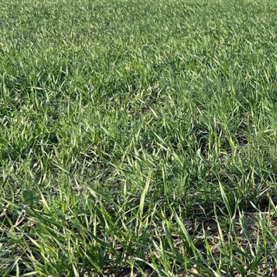 Meyers turn to spraying with planting finished - Vimarsana News