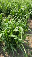Dry conditions, drought persists despite some rain events