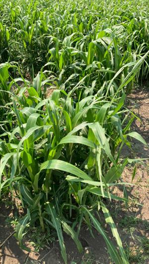 Sorghum growing at Winfield United Answer Plot