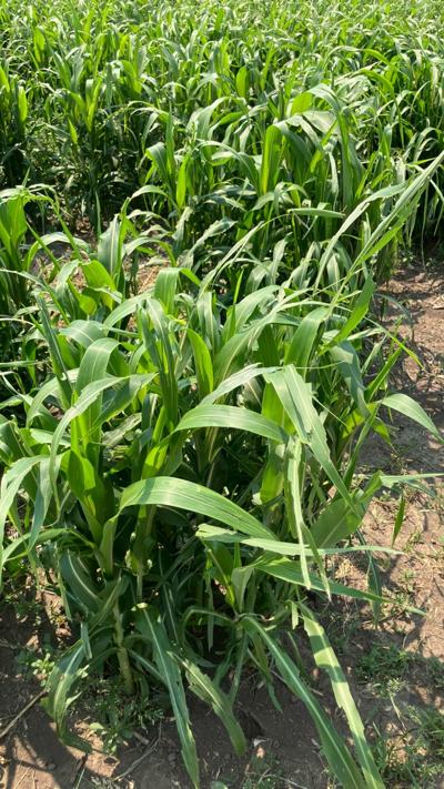 Sorghum growing at Winfield United Answer Plot