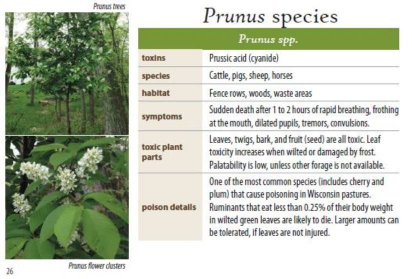 Prunus species