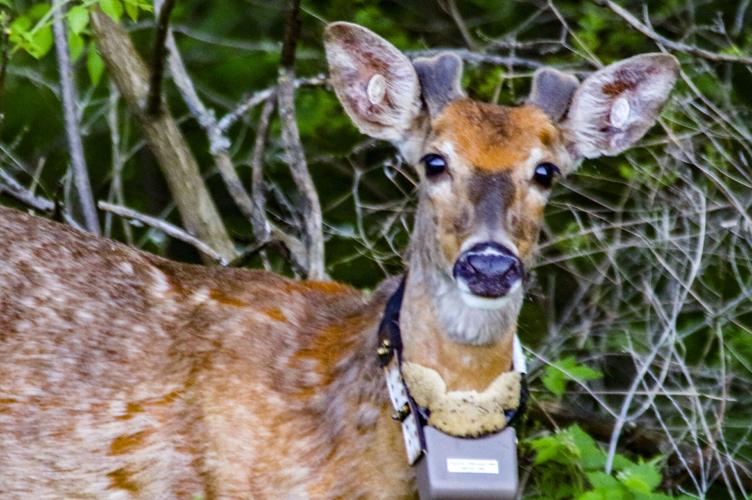 Deer
