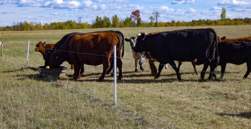 Beef cows