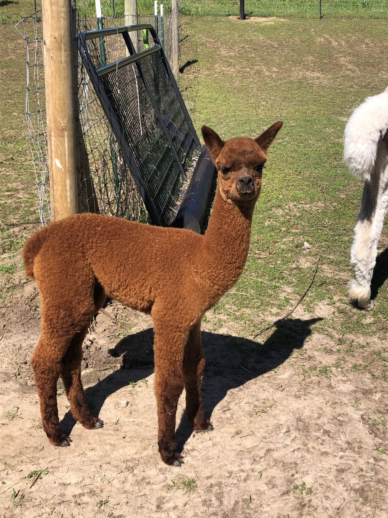 3 alpaca by melanie bonacci.jpg