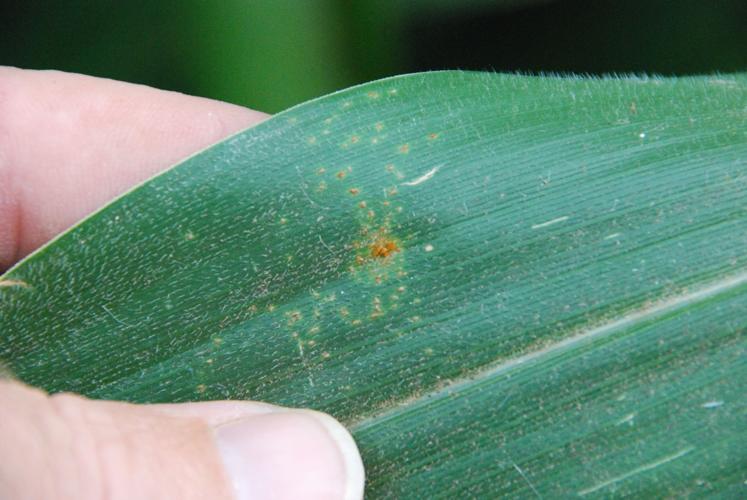 Beginning infection of southern rust