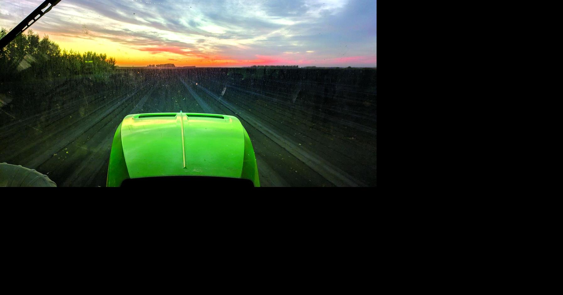 October heat shuts down beet harvest for fear of spoilage