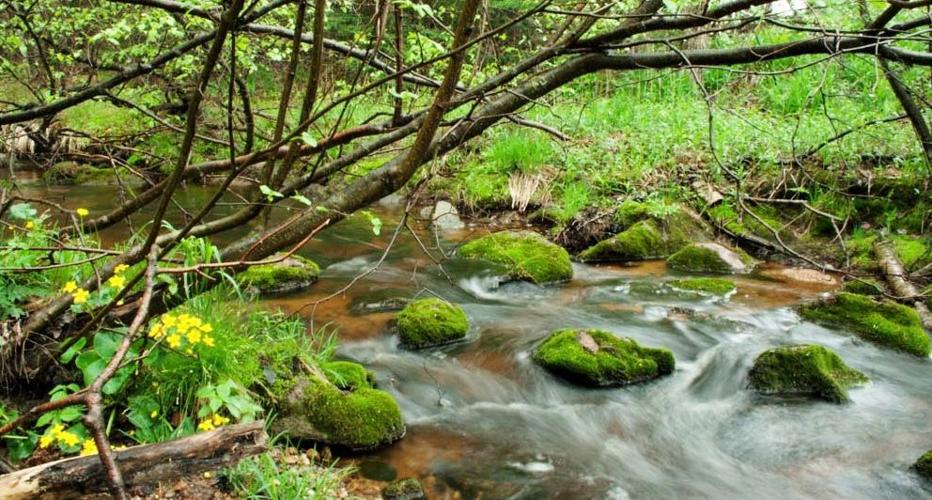 Cowslip blooms next to creek