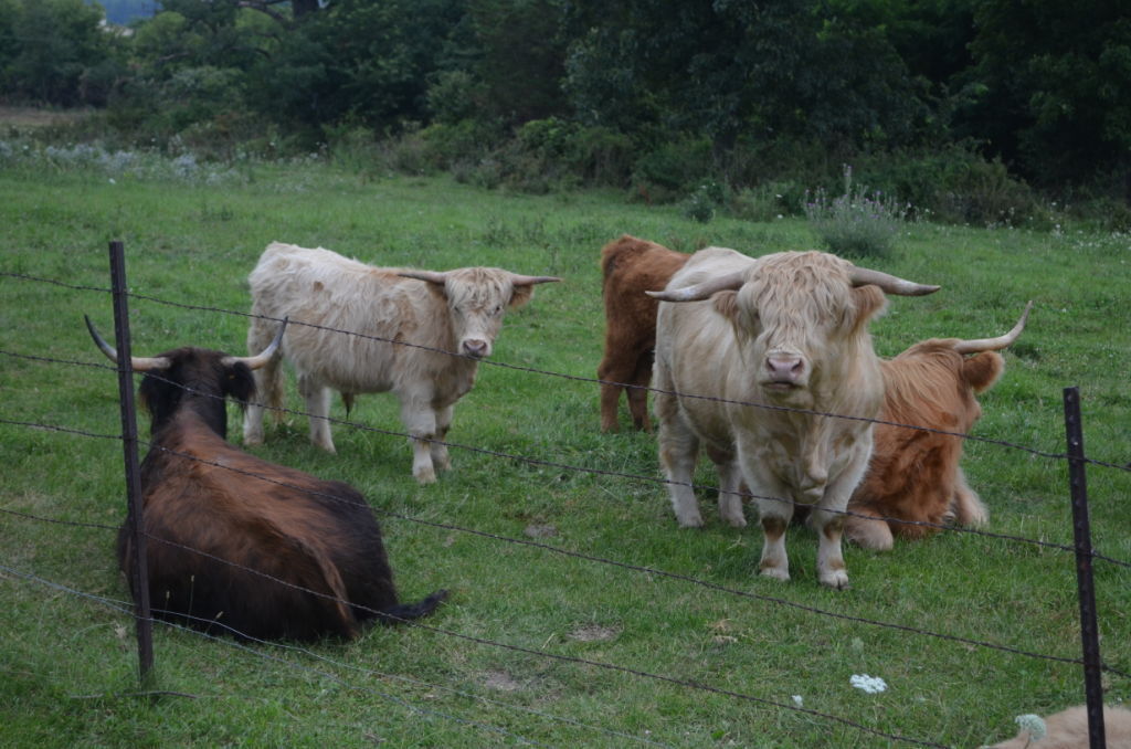 Oppermanns raise Scottish Highland cattle Livestock