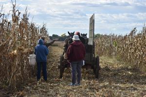 Corn husking (65).JPG
