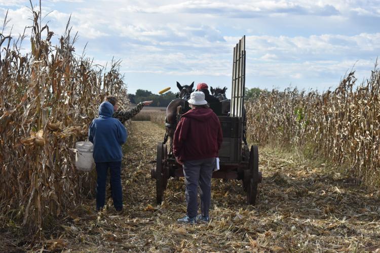 Corn husking (65).JPG