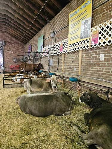 Brown Swiss Iowa State Fair