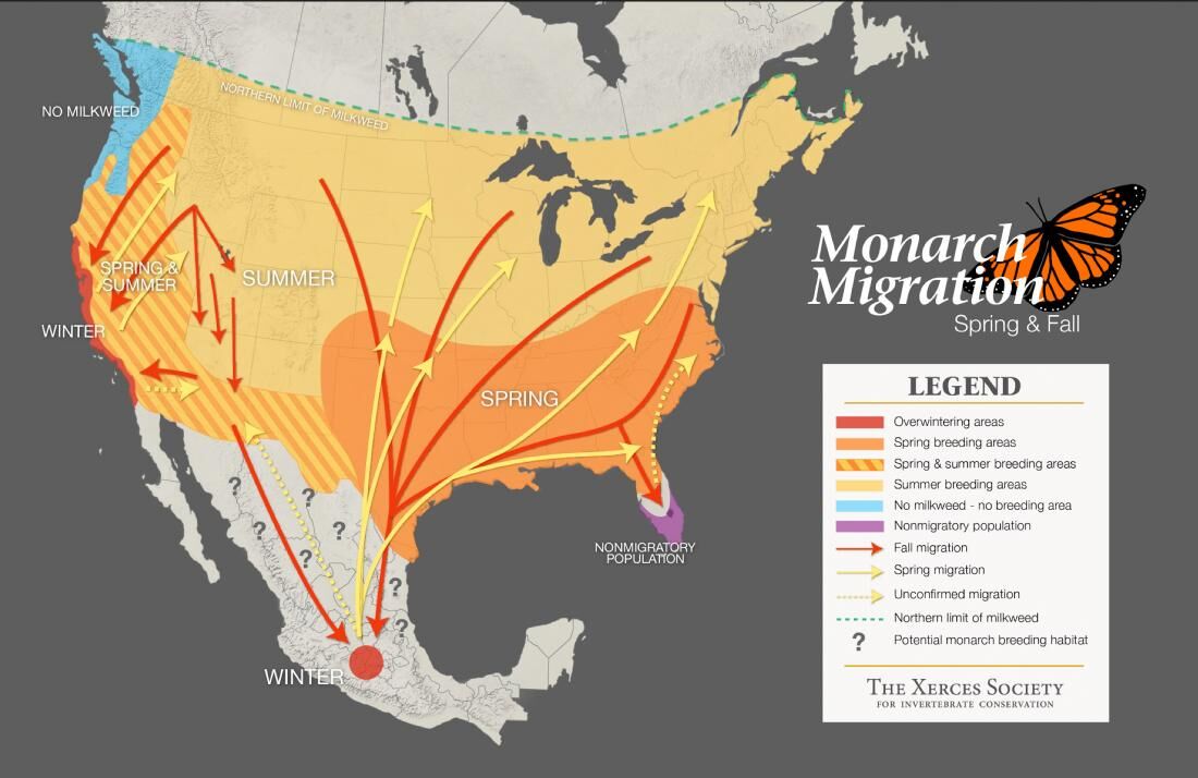 Monarch migration