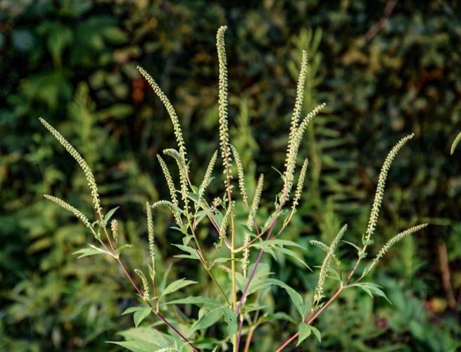 Ragweed