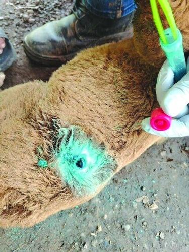 New World screwworm 3.jpg