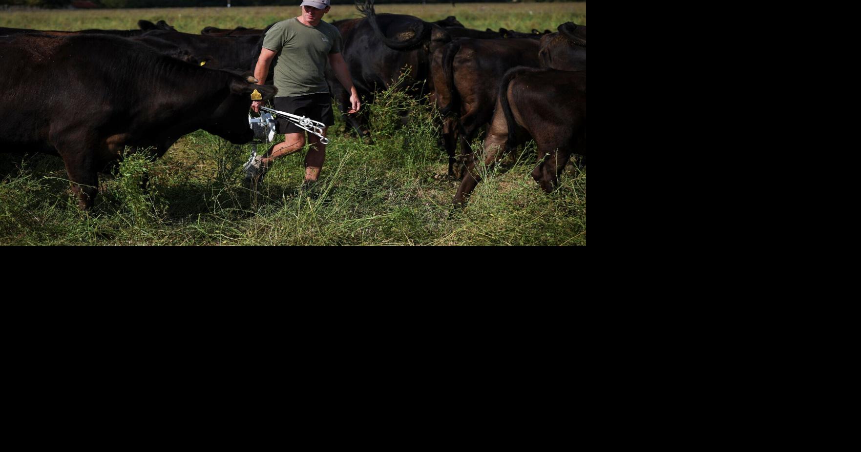 Climate-resilient farming grows