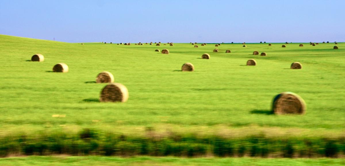 Round bales in field