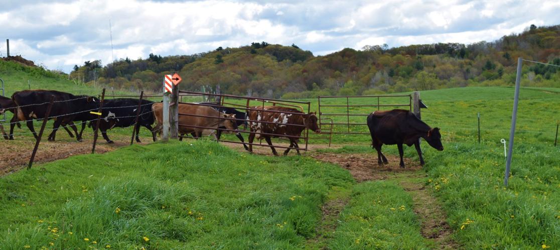 Cows running down path for first spring pasture