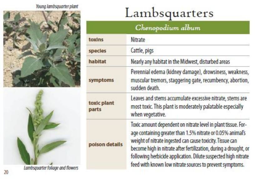 Lambsquarters