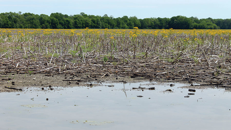 Flooded fields