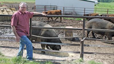 Mike Williams raises Hampshire pigs