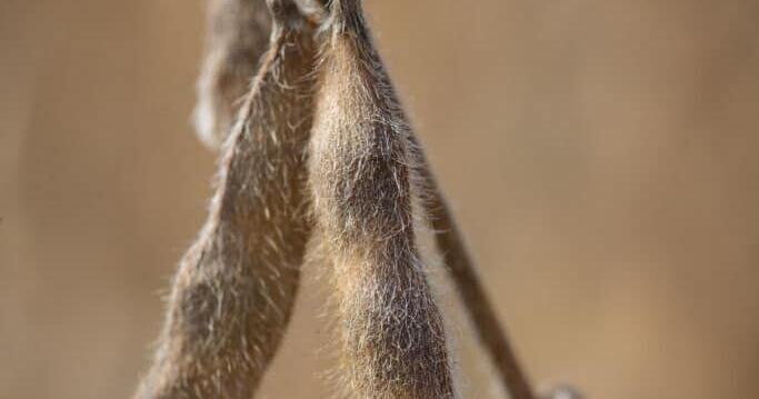 Soybean pods