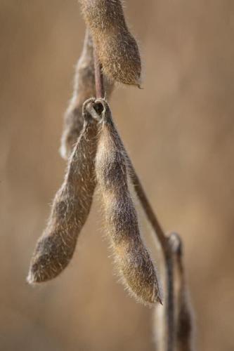 Soybean pods