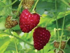 Raspberries stock photo
