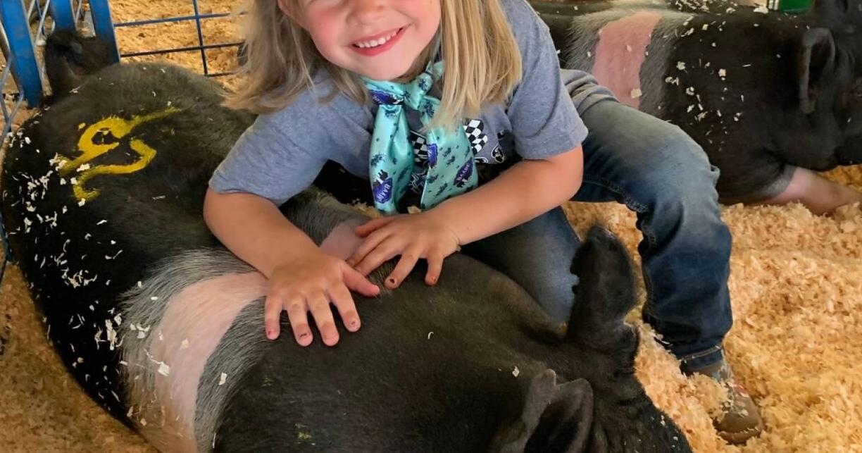 Easy-going, enduring pigs: the Hampshire - Vimarsana News