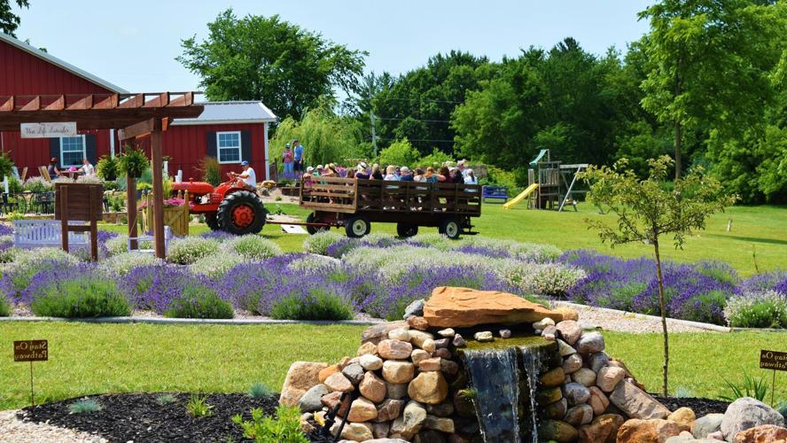 Farm tour group passing lavender knot garden