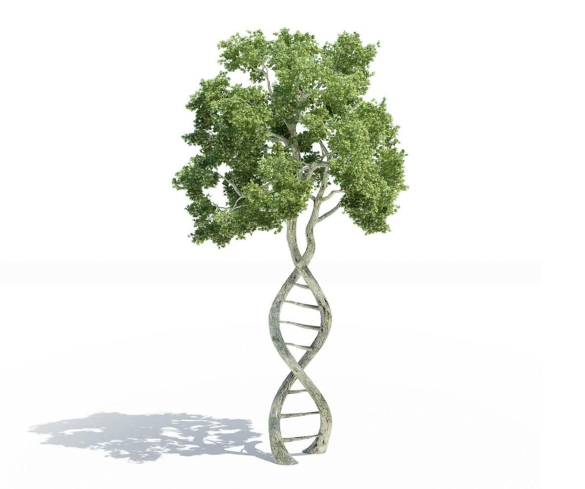 Tree DNA graphic