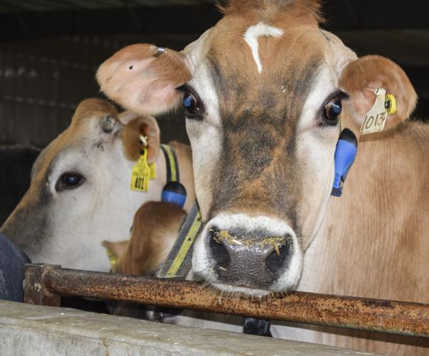 Cows wear activity collars
