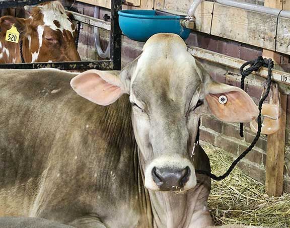 Brown Swiss Iowa State Fair