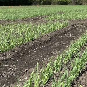 Crops at Langdon, ND