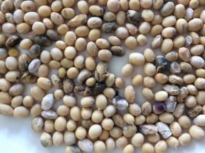 Soybean quality